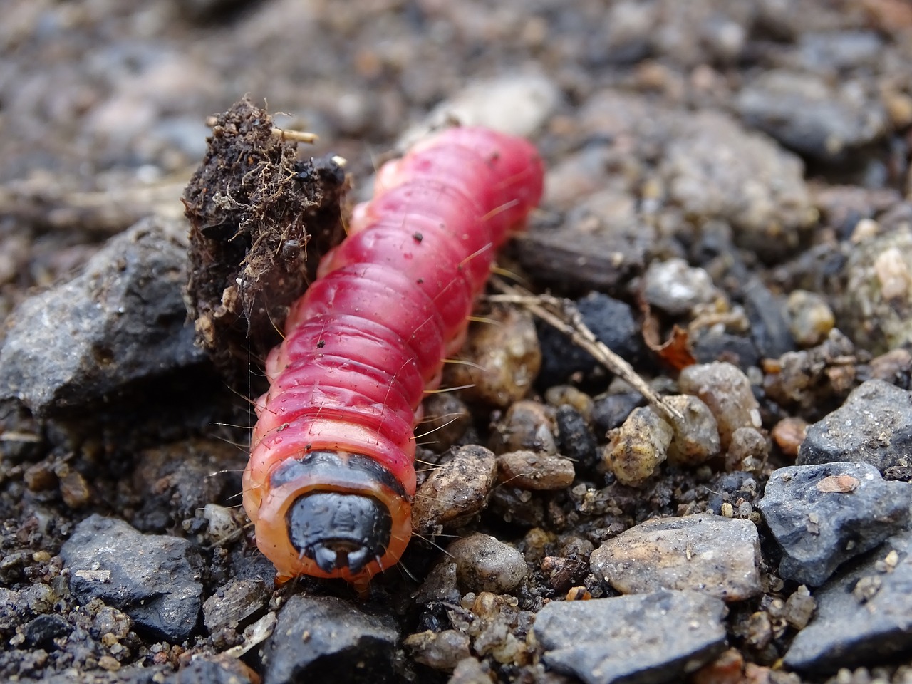 Why are Earthworms Important for Eco-Friendly Gardening?